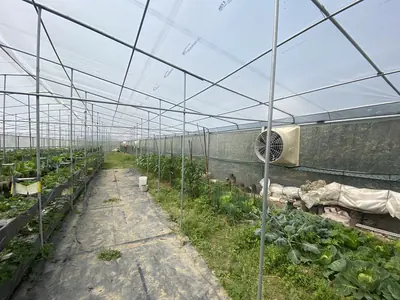 42 吋負壓喇叭扇：溫室內牆面安裝